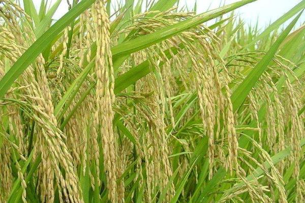广陵优粳水稻种子介绍，大田用种量每亩3~4公斤