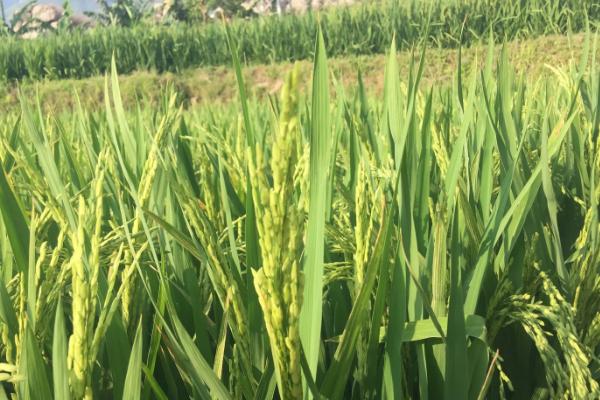 常优粳11号水稻品种的特性，一般5月中下旬播种