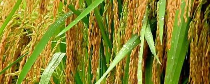 中科盐6号水稻种子特点，每亩大田用种量3~4公斤