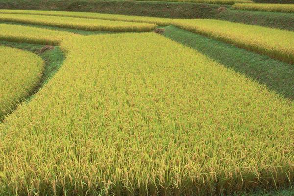 中盐稻83011水稻种子介绍，每亩栽插1.8万穴