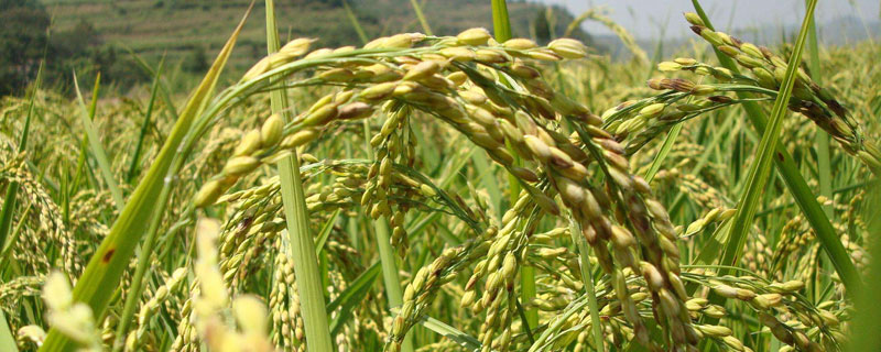中盐稻83011水稻种子介绍，每亩栽插1.8万穴