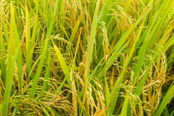 扬粳5118水稻种子特点，中抗稻瘟病