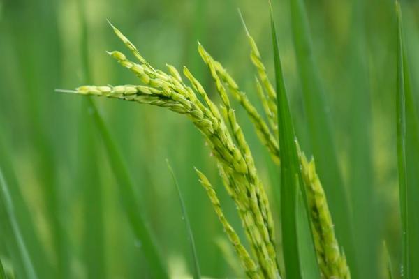 丰粳908水稻种子特点，迟熟中粳稻早熟品种