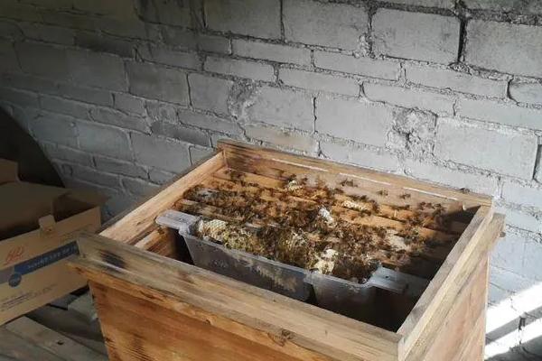 蜜蜂开箱的时间，要根据季节、气候和蜜源等决定
