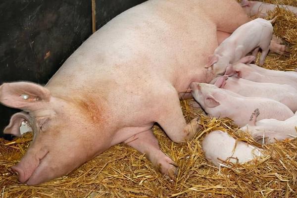 临产母猪如何饲养管理，产前的10-15天要逐渐改喂哺乳期饲粮