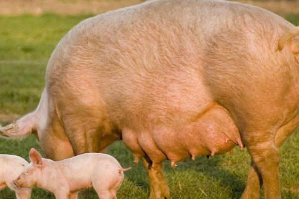 临产母猪如何饲养管理，产前的10-15天要逐渐改喂哺乳期饲粮