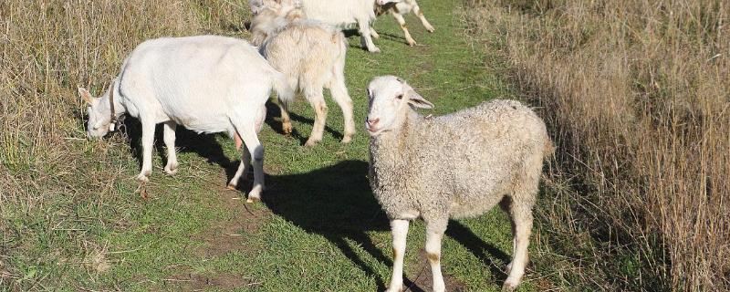 绵羊能不能与山羊杂交，二者的染色体数量差异较大、无法杂交