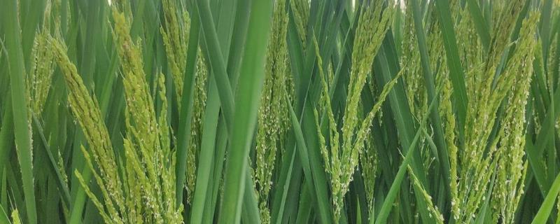 水稻幼穗分化时要注意哪些事项，做好光照、水分、温度等管理工作