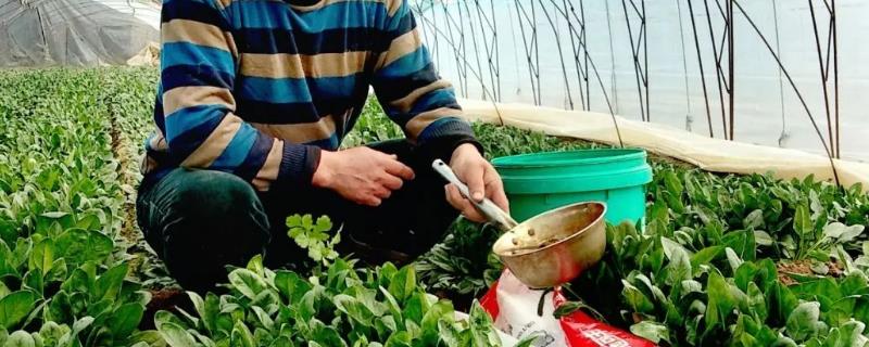 怎么给大棚蔬菜施冲施肥料，追肥与冲施肥相结合