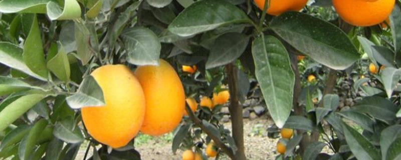 橙子树盆栽从没结过果是什么原因，可能是土壤条件不当或修剪不合理等