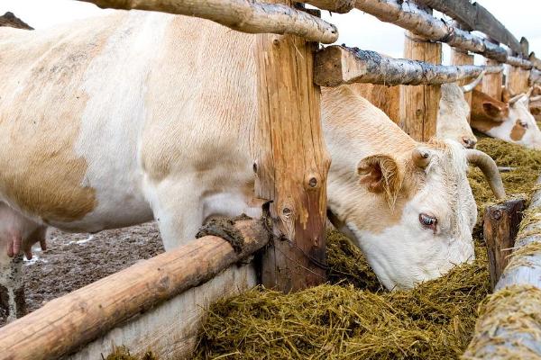 牛吃什么饲料可以快速拉骨架，玉米、豆粕、麦麸皆为适宜选择