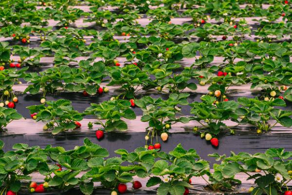 草莓什么季节成熟，一般在6-7月成熟