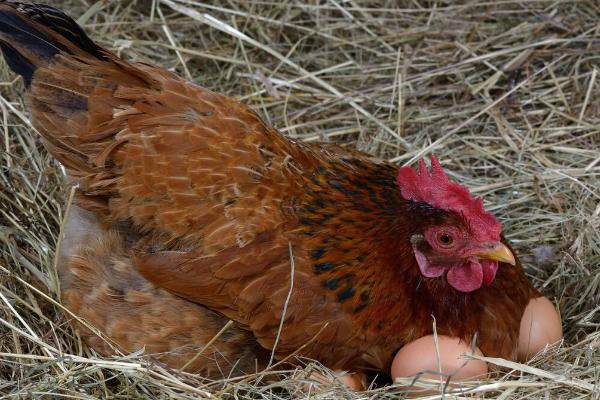 鸡为什么会吃自己下的蛋，母鸡体内缺乏蛋白质和钙元素会导致
