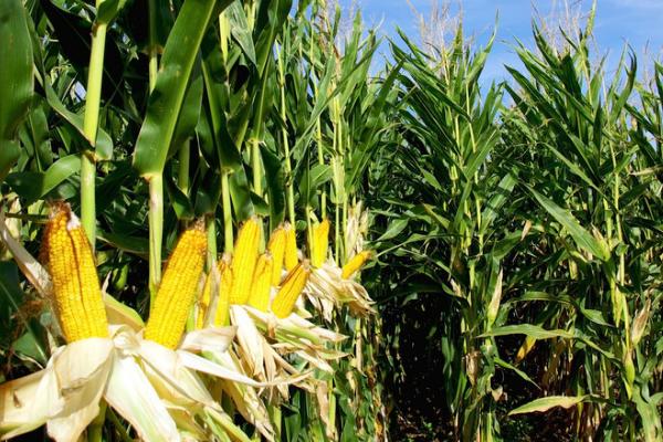 德育919玉米品种简介，平均亩产量在666.3kg左右