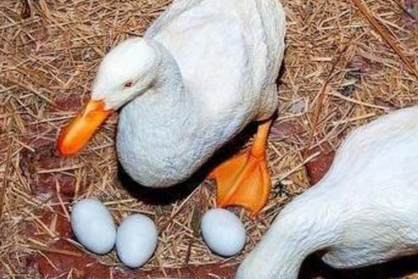 鸭子养几个月可以下蛋，养4个月左右便可下蛋