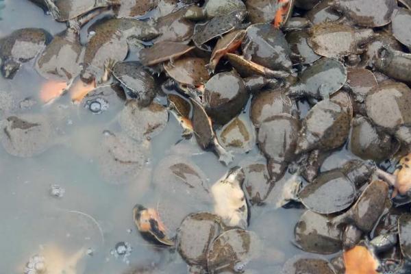 池塘甲鱼养殖注意事项，放养前需要用生石灰对池塘进行消毒