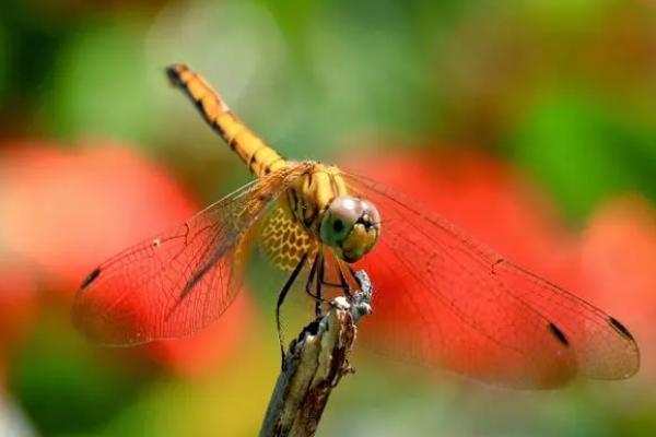 四大益虫是哪四种，是指蜻蜓、蜜蜂、七星瓢虫和螳螂