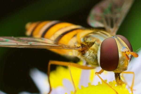 四大益虫是哪四种，是指蜻蜓、蜜蜂、七星瓢虫和螳螂