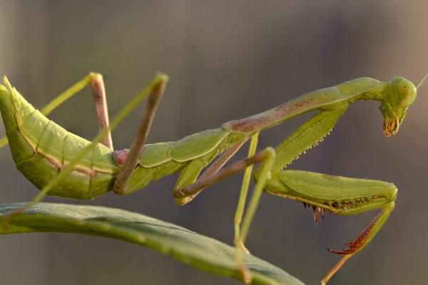 四大益虫是哪四种，是指蜻蜓、蜜蜂、七星瓢虫和螳螂