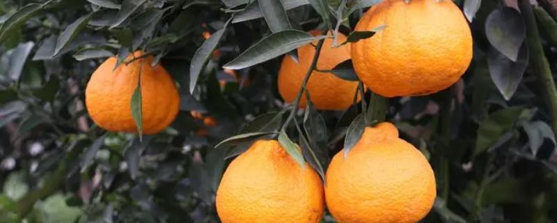丑橘的原产地，原产地在日本