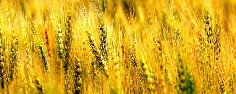 东北小麦几月份收割，在8-9月份进行收割