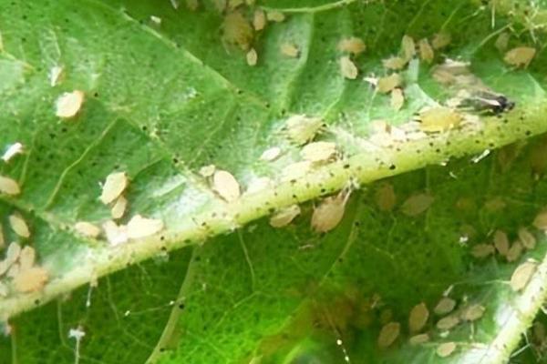 冬瓜瓜蚜危害症状，多群集在叶背、嫩茎和嫩梢刺吸汁液