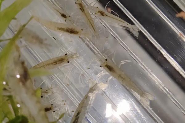 如何在家里养小虾，可放入缸中并对其喂食