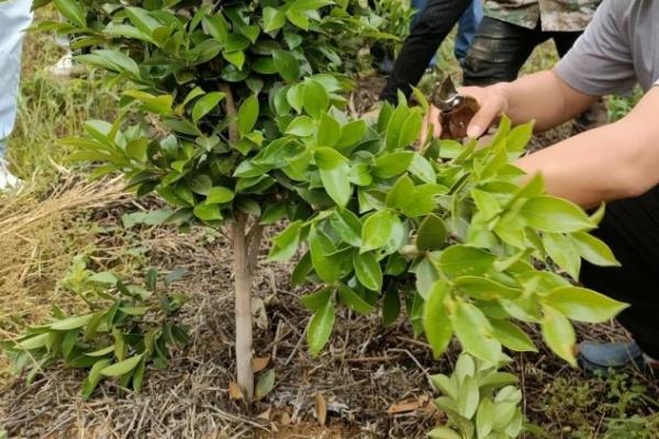 油茶整形修剪的作用，可培养优良树体并促进稳产高产