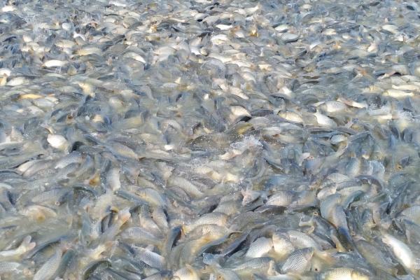 养殖一亩淡水鲈鱼的利润和成本，亩净利润5000-10000元左右
