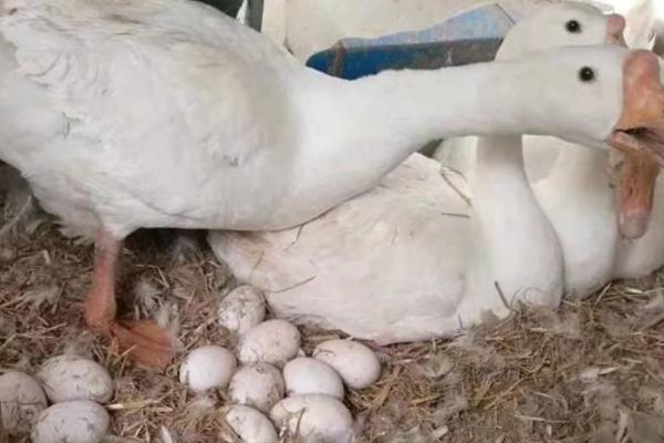 小鹅养几个月可以下蛋，养5个月就可以下蛋了