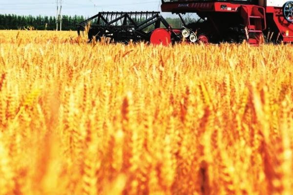 东北小麦几月份收割，在8-9月份进行收割