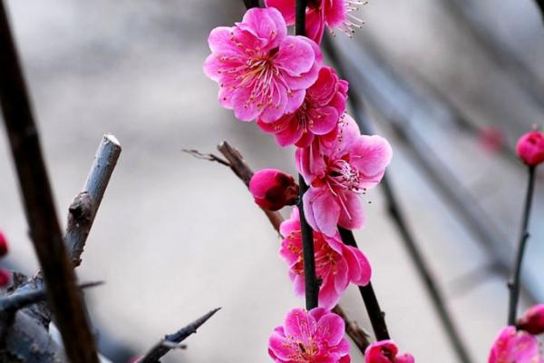 红梅的花期，通常集中在冬春季节
