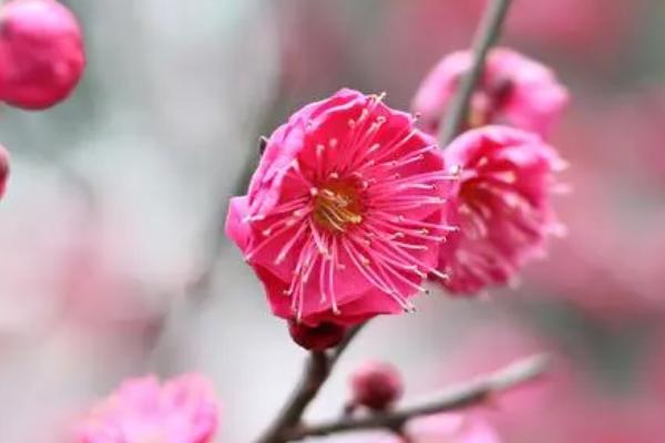 红梅的花期，通常集中在冬春季节