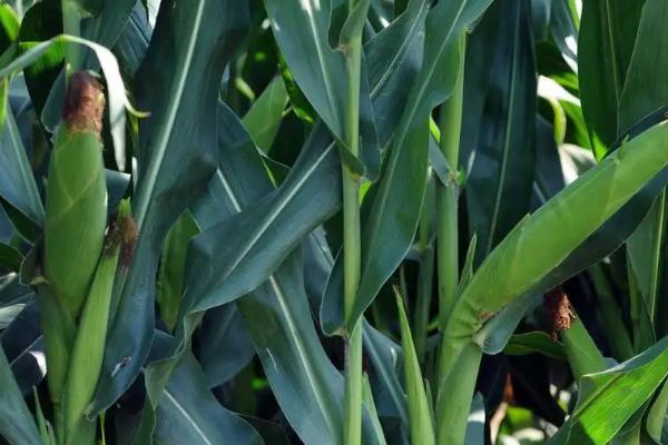 国瑞828玉米种子特点，中等以上肥力地块种植