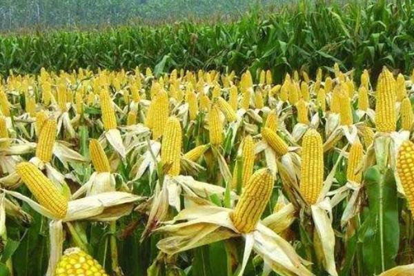 吉农大621玉米品种的特性，选择中等以上肥力地块