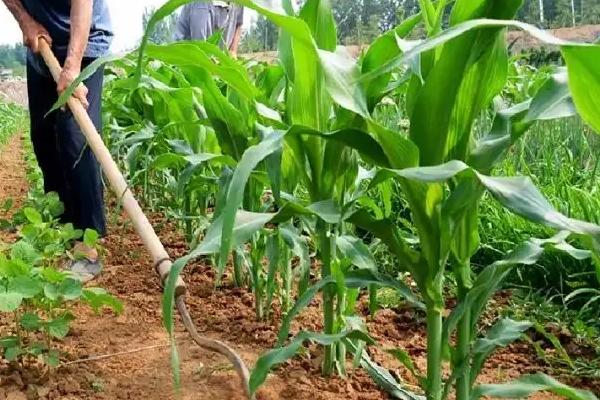 科沃9366玉米种子特征特性，根据当地气候条件5月上旬播种