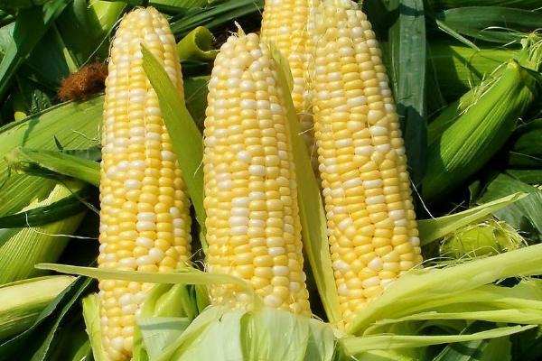 科大101玉米种子特征特性，中抗南方锈病