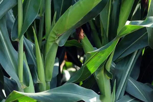申科糯602玉米种子特征特性，后期重点防治玉米螟的危害