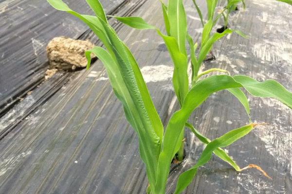 京农科456玉米种子特征特性，5月下旬至6月上中旬播种
