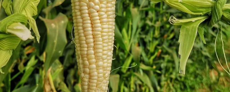 吉农玉1185玉米种子特征特性，4月下旬至5月上旬播种