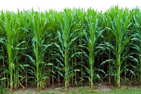 赛玉189玉米种子特征特性，种植密度3800株/亩