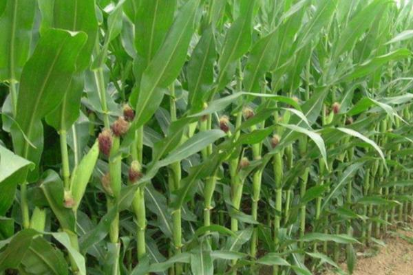赛玉189玉米种子特征特性，种植密度3800株/亩