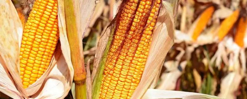 P1812玉米品种简介，在当地农技部门指导下播种