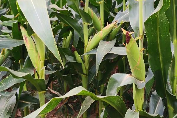 P1812玉米品种简介，在当地农技部门指导下播种