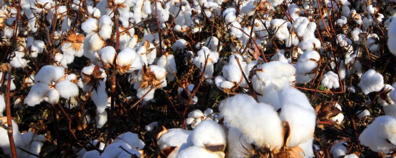 中棉所141棉花种子介绍，及时防治虫害