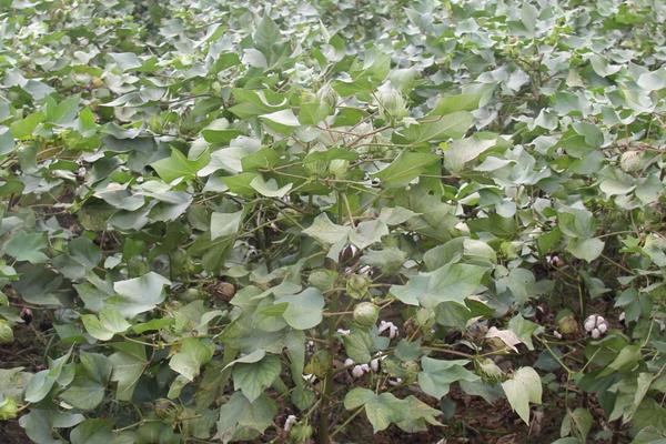 中棉所141棉花种子介绍，及时防治虫害