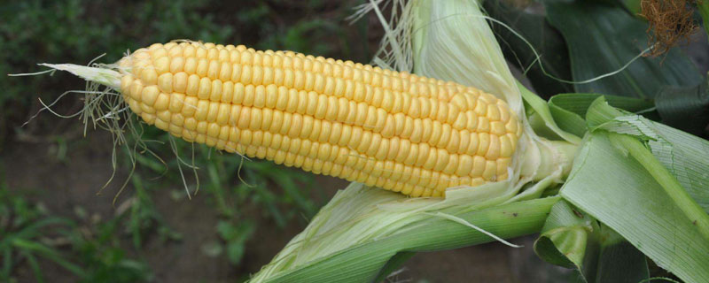 吉云玉915玉米种简介，中等肥力以上地块种植