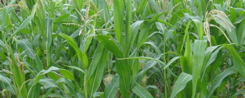 禾田902玉米品种的特性，确定最佳的播种期