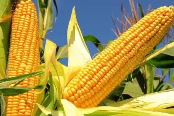 吉田905玉米种子简介，种植密度4500株/亩