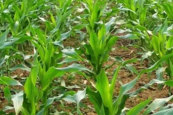 吉田905玉米种子简介，种植密度4500株/亩